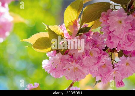 sakura fleurit dans la lumière du soleil. belle nature au printemps. fleurs roses devant un bokeh de jardin flou Banque D'Images