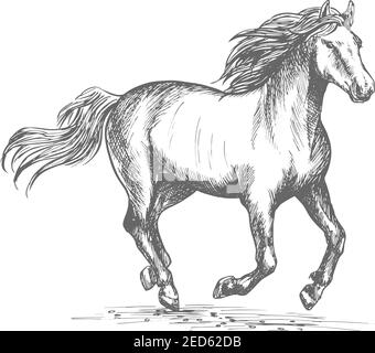 Panneau de sport de course de chevaux. Étalon de mustang blanc en galop rapide. Symbole d'esquisse vectoriel pour le club de raifort, bookmaker de pari. Jument cheval galopant en wi Illustration de Vecteur