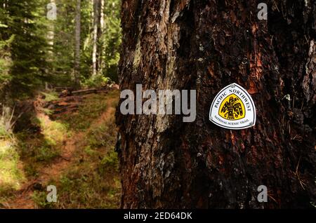 Pacific Northwest Trail marque sur un mélèze de l'Ouest de croissance ancienne. Forêt nationale de Kootenai, vallée de Yaak, Montana. (Photo de Randy Beacham) Banque D'Images