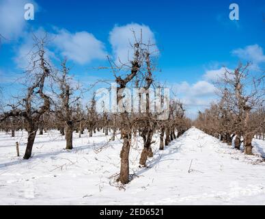 des rangées d'arbres fruitiers dans un verger avec de la neige sous le bleu ciel pendant l'hiver en hollande Banque D'Images