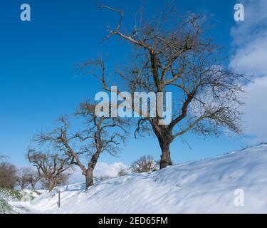 rangée d'arbres fruitiers dans le verger avec neige sous le bleu ciel pendant l'hiver en hollande Banque D'Images