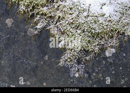 Mousse et neige congelées sur elle en Finlande pendant l'hiver. Belle texture des plantes enneigées pendant une soirée d'hiver nuageux. Gros plan couleur. Banque D'Images