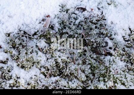 Mousse et neige congelées sur elle en Finlande pendant l'hiver. Belle texture des plantes enneigées pendant une soirée d'hiver nuageux. Gros plan couleur. Banque D'Images