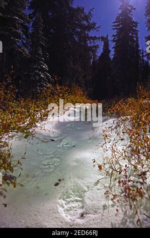 Le grizzli suit la neige au clair de lune à l'automne. Purcell Mountains, nord-ouest du Montana. (Photo de Randy Beacham) Banque D'Images