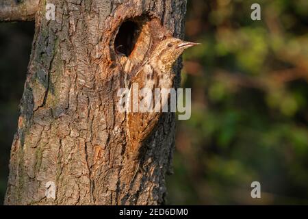 Eeurasien, Jynx torquilla, adulte au nid dans un arbre, Gabarevo, Bulgarie, 12 juin 2012 Banque D'Images