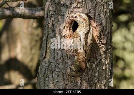 Eeurasien, Jynx torquilla, adulte au nid dans un arbre, Gabarevo, Bulgarie, 12 juin 2012 Banque D'Images