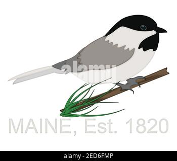 Chickadee perchée sur Pine Tree Branch célébrant l'État du Maine Anniversaire 1820 Illustration isolée sur fond blanc avec masque Banque D'Images