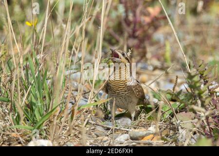 Wryneck eurasien, Jynx torquilla, adulte se nourrissant au sol sur une végétation courte, Norfolk, Royaume-Uni Banque D'Images