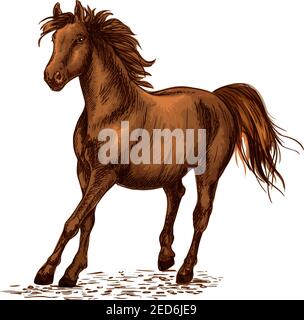 L'étalon brun arabe galopant sur les courses de chevaux. Emblème vectoriel de cheval pour la course sportive. Portrait de cheval Ranch. Forte baie mustang fonctionnant librement dans W Illustration de Vecteur