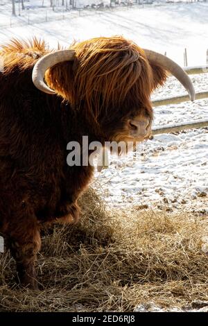 Jeune taureau écossais des hautes terres debout sur un enclos enneigé en hiver. Banque D'Images
