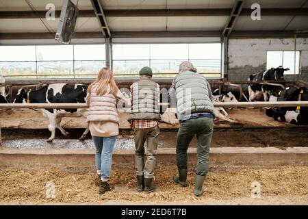 Vue arrière de la famille du père, de la mère et de l'adolescent en vêtements de travail se pliant sur le grand enclos avec le bétail devant l'appareil photo Banque D'Images