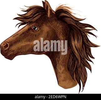 Tête d'animal de cheval arabe marron. Magnifique jeune foal avec des yeux gentils et de la manie piquée. Portrait d'esquisse de l'étalon de mustang sauvage Illustration de Vecteur