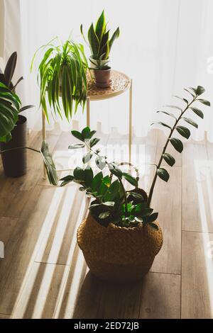 Usine de Zamioculcas dans le pot à panier à câbler Banque D'Images