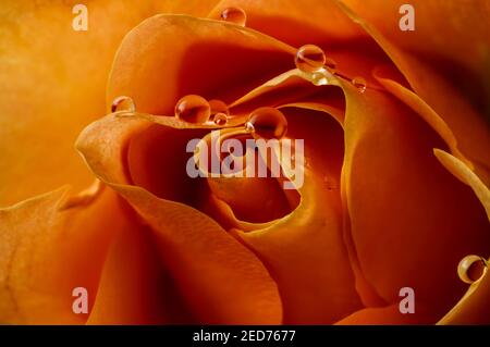 orange rose en pleine fleur avec des gouttes d'eau sur ses pétales, photographié d'une courte distance, macro Banque D'Images
