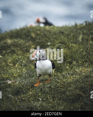 Puffin Fratercula arctica avec beek plein d'anguilles et de hareng pêchez sur le chemin de la nidification des terriers dans une colonie de reproduction Banque D'Images