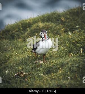 Puffin Fratercula arctica avec beek plein d'anguilles et de hareng pêchez sur le chemin de la nidification des terriers dans une colonie de reproduction Banque D'Images