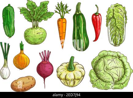 Ensemble de croquis isolés de légumes. Poivre, carotte, oignon, betterave et pomme de terre frais biologiques, chou et concombre, courgettes et kohlrabi, œuf de courge de patypan Illustration de Vecteur