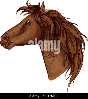 Portrait de profil noble royal de cheval. mustang marron avec un look calme et fier Illustration de Vecteur