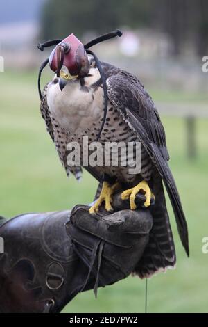 Lanner falcon au Royaume-Uni Banque D'Images