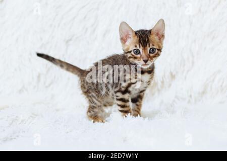 Petit chaton moelleux sur la couverture blanche avec l'endroit pour votre texte. Jeune beau chaton à poil court et poil de race Banque D'Images