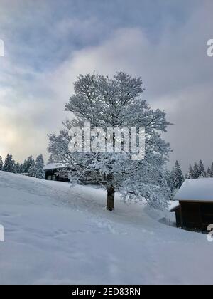 maison de vacances avec un seul arbre neigeux, un merveilleux pays d'hiver. Les cabanes en bois se trouvent sur la piste de ski fraîchement enneigée. magic Travel Bödele Dornbirn Banque D'Images