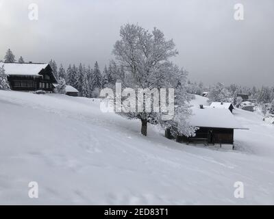 maison de vacances avec un seul arbre neigeux, un merveilleux pays d'hiver. Les cabanes en bois se trouvent sur la piste de ski fraîchement enneigée. magic Travel Bödele Dornbirn Banque D'Images