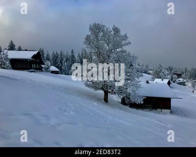 maison de vacances avec un seul arbre neigeux, un merveilleux pays d'hiver. Les cabanes en bois se trouvent sur la piste de ski fraîchement enneigée. magic Travel Bödele Dornbirn Banque D'Images