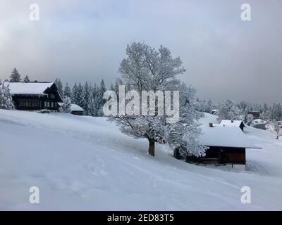 maison de vacances avec un seul arbre neigeux, un merveilleux pays d'hiver. Les cabanes en bois se trouvent sur la piste de ski fraîchement enneigée. magic Travel Bödele Dornbirn Banque D'Images