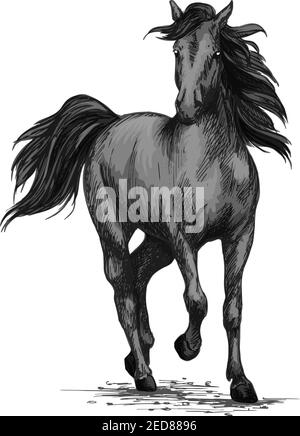 Esquisse de vecteur de course ou de galoping. mustang sauvage en course. Symbole animal de l'étalon noir de la ferme pour le club équestre d'équitation ou la ridin de sport Illustration de Vecteur