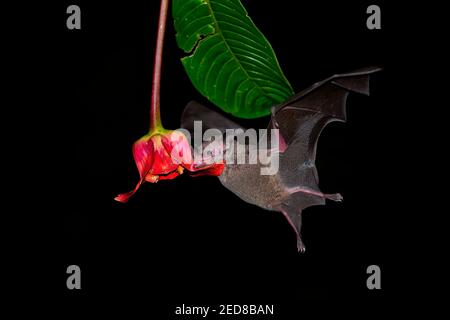 Chauve-souris Pallas long-tongued (Glossophaga soricina) chauve-souris sud et centrale d'Amérique avec un métabolisme rapide qui se nourrit de nectar, chauve-souris volante la nuit, f Banque D'Images