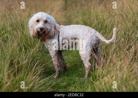 Magnifique coq blanc moelleux chien chiot debout dans un long herbe vous regardant Banque D'Images