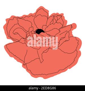 Fleur de pavot, bouton, croquis et imitation aquarelle. Illustration de Vecteur