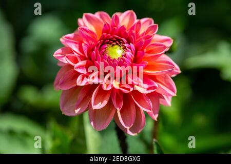 Gros plan d'une fleur de dahlia rose avec fond vert au Biddulph Grange Garden, National Trust, Stoke-on-Trent, Staffordshire, Angleterre, ROYAUME-UNI Banque D'Images