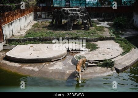 Un tigre vu à la ferme et au zoo de crocodiles de Samut Prakan. La ferme et le zoo prétendent être la plus grande ferme de crocodiles d'eau douce et de crocodiles dans la mer. Plus de 40,000 caractères et offres. Des spectacles comme le combat d'alligators pour attirer les touristes rouvrent dans le cadre de l'épidémie de coronavirus. Banque D'Images