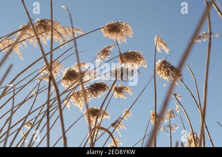 Image d'un grand roseau séché et de leurs têtes de graines prise de vue depuis le bas sous le soleil de la fin de l'hiver Banque D'Images