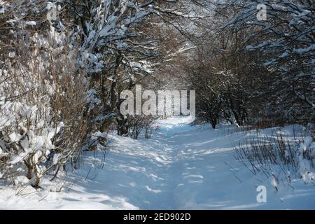 Sentier d'hiver entouré d'arbres enneigés dans le parc. West Lothian, Écosse, Royaume-Uni. Magnifique fond d'hiver en Ecosse. Le premier plan est flou Banque D'Images