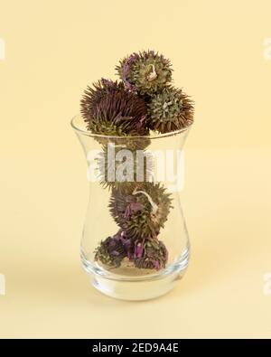 Fleurs séchées d'Echinacea purpurea dans un verre transparent. Un stimulant naturel de l'immunité avec des effets anti-inflammatoires et antiviraux. Tir vertical. Banque D'Images