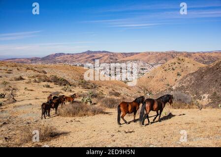 Chevaux avec la ville de Guanajuato en arrière-plan, État de Guanajuato, Mexique Banque D'Images