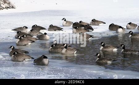 St. Louis, États-Unis. 14 février 2021. Les oies et bernaches canadiennes reposent sur la glace dans le lac du cimetière de Calvery, à St. Louis, le dimanche 14 février 2021. La température élevée pour Saint-Louis est de 7 degrés pour la journée. Photo par Bill Greenblatt/UPI crédit: UPI/Alay Live News Banque D'Images