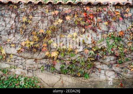 Le mur est enorné de raisins de petite fille avec des petits raisins noirs. Vignes avec feuilles rouges et vertes. Banque D'Images