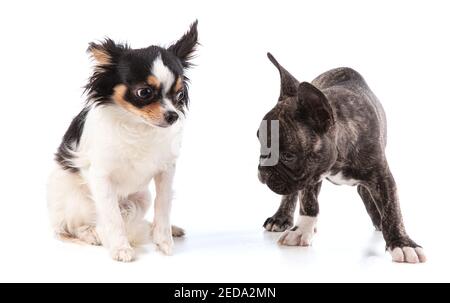 Chien de taureau français avec chihuahua sur fond blanc Banque D'Images