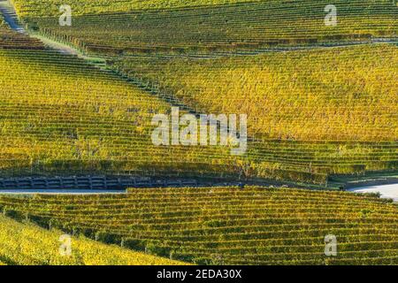 Vignes rangées de la région de Langhe avec de belles couleurs de feuillage pendant la saison d'automne, Piémont, Italie Banque D'Images