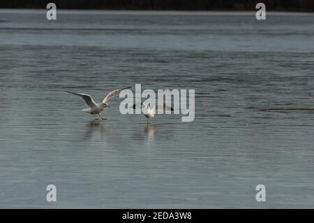 Goélands à bec grêle (Larus delawarensis) avec ailes étirées sur un lac gelé, parc du lac Burke, Virginie Banque D'Images