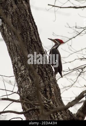 Pic à feuilles pilées (Dryocopus pileatus), parc du lac Burke, Virginie Banque D'Images