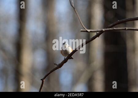 Titmouse touffeté (Baeolophus bicolor), Huntley Meadows Park, Virginie Banque D'Images