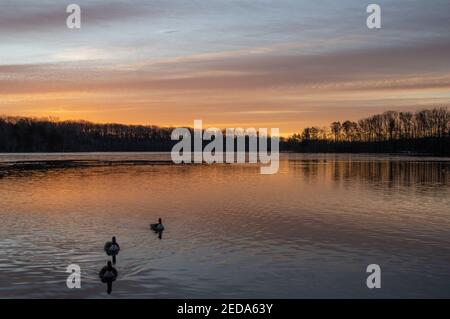 Lever du soleil en hiver au parc du lac Burke, en Virginie, avec la Bernache du Canada reflétée dans le lac Banque D'Images