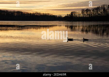 Lever du soleil en hiver au parc du lac Burke, en Virginie, avec la Bernache du Canada reflétée dans le lac Banque D'Images