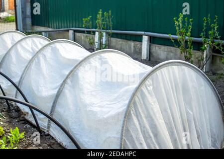 Une petite serre faite de fibres agricoles. Serre dans le jardin pour la culture de légumes, concombres, tomates, poivrons. Cadre en plastique arc. Au milieu Banque D'Images