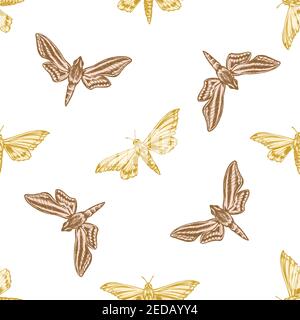 Motif sans couture avec moth ambulyx pastel dessiné à la main, hawkmoth chasseur à bandes blanches Illustration de Vecteur