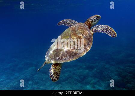 Tortue de mer verte (Chelonia mydas) sous l'eau, île Fitzroy, parc marin de la Grande barrière de corail, près de Cairns, Queensland, Australie Banque D'Images